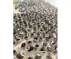 Bánh Tráng Mắm Me